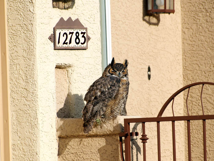 Great horned owl